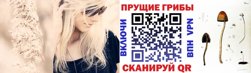 дарнет шоп  Чадан  Псилоцибиновые грибы мухоморы 